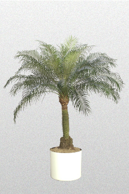 plant roebelenii phoenix